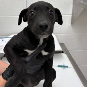 Mixed Breed Dogs Available for Adoption in Corpus Christi, Texas - Dez | PetCurious