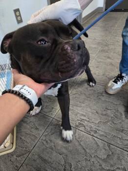 Oh Ricky -  American Staffordshire Terrier Dog for Adoption in Manhattan Beach, California - Oh Ricky | PetCurious