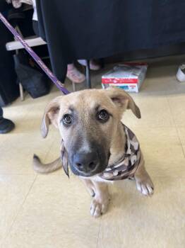 Corgi Dogs Available for Adoption - Eloise | PetCurious