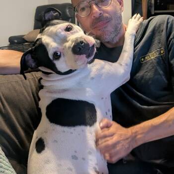 American Bulldog Dogs Available for Adoption in New Orleans, Louisiana - Pearl (courtesy Post) | PetCurious