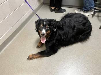 CAMPER -  Bernese Mountain Dog Dog for Adoption in Colorado Springs, Colorado - CAMPER | PetCurious
