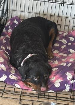 Rescue Rottweiler Dogs for Adoption in Mesa, Arizona - Enpanada | PetCurious