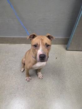 STRUMBOLI -  Pit Bull Terrier Dog for Adoption in Las Vegas, Nevada - STRUMBOLI | PetCurious