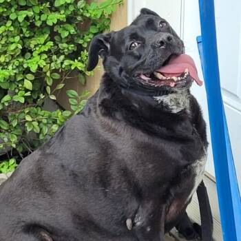 Rescue Mixed Breed Dogs for Adoption in Belfair, Washington - Rosie | PetCurious