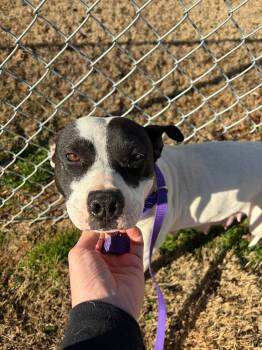 Mixed Breed Dogs Available for Adoption in Shelburne, Vermont - Meme | PetCurious