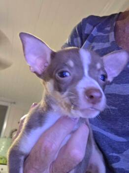 Butternut -  Chihuahua Dog for Adoption in Kannapolis, North Carolina - Butternut | PetCurious