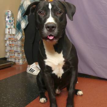 Rescue American Bulldog Dogs for Adoption in Ukiah, California - RUFUS | PetCurious