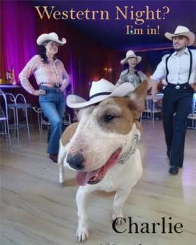 Rescue Bull Terrier Dogs for Adoption in Palm Desert, California - Charlie | PetCurious