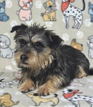 Miniature Schnauzer Dogs Available for Adoption in Dallas, Georgia - Choco | PetCurious