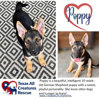Poppy -  German Shepherd Dog Dog for Adoption in Alvarado, Texas - Poppy | PetCurious