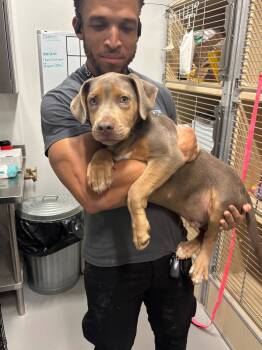 Rescue Doberman Pinscher Dogs for Adoption in Milton, Georgia - Sergeant Bilco | PetCurious