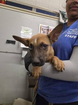 A885132 -  Pit Bull Terrier Dog for Adoption in Camarillo, California - A885132 | PetCurious