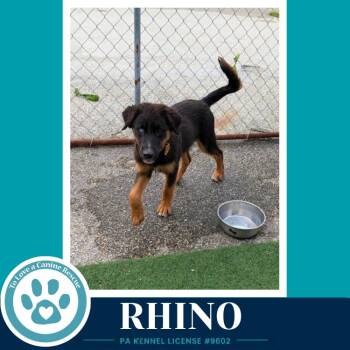 Rhino (Aussie Posse) 071826 -  Australian Shepherd and Poodle Dog for Adoption in Kimberton, Pennsylvania - Rhino (Aussie Posse) 071826 | PetCurious