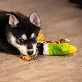 Mixed Breed Dogs Available for Adoption - Queso *Avail Thurs 2/26* | PetCurious