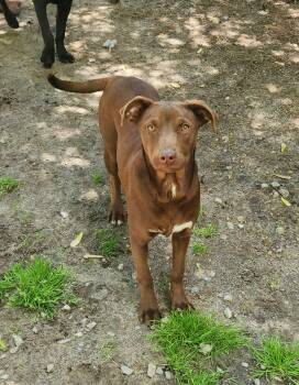 Labrador Retriever and Doberman Pinscher Dogs Available for Adoption in Liberty Center, Ohio - Flori | PetCurious