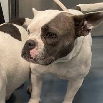 Mixed Breed Dogs Available for Adoption - Bette** My Adoption Is Pending* | PetCurious