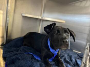 Labrador Retriever and Mixed Breed Dogs Available for Adoption in Chula Vista, California - A271403 | PetCurious