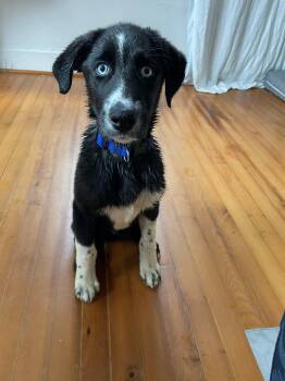 Shepherd and Great Pyrenees Dogs Available for Adoption - Baloo | PetCurious