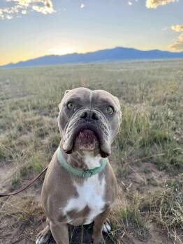 Rescue Boxer Dogs for Adoption in Rye, Colorado - Boogie | PetCurious
