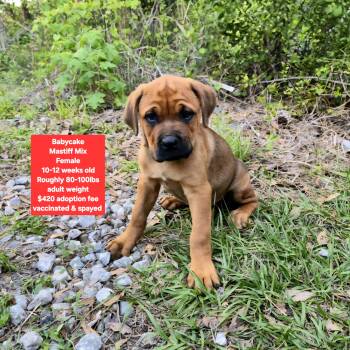 Mastiff Dogs Available for Adoption in Oviedo, Florida - Babycake | PetCurious