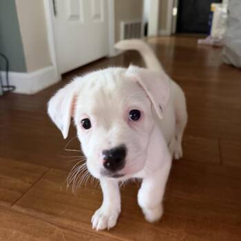 Birdie -  Boxer and Poodle Dog for Adoption - Birdie | PetCurious