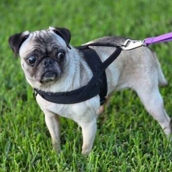Audrey -  Pug Dog for Adoption in Alvin, Texas - Audrey | PetCurious