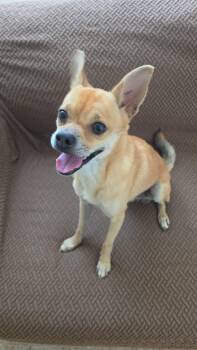 CHICKEN NUGGET -  Chihuahua and Pomeranian Dog for Adoption - CHICKEN NUGGET | PetCurious