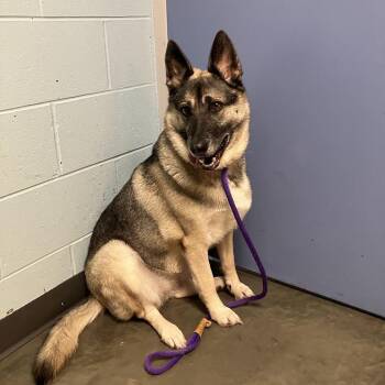 Lily -  Mixed Breed Dog for Adoption in Dekalb, Illinois - Lily | PetCurious