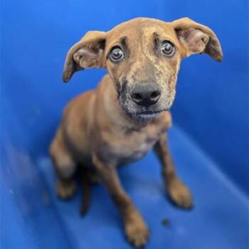 Taffy -  Mixed Breed Dog for Adoption in Madison, Wisconsin - Taffy | PetCurious