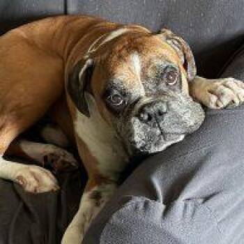 Oscar -  Boxer Dog for Adoption in Davis, California - Oscar | PetCurious