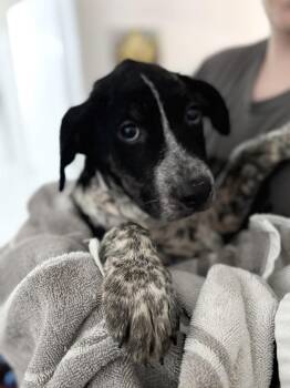 26-079 Buzz "JUST ARRIVED" -  Australian Shepherd and Australian Cattle Dog Blue Heeler Dog for Adoption in Richardson, Texas - 26-079 Buzz "JUST ARRIVED" | PetCurious