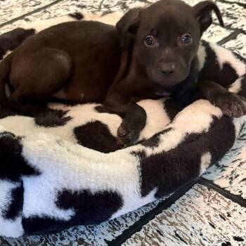 Rosebud -  Black Labrador Retriever and Mixed Breed Dog for Adoption in Anderson, Texas - Rosebud | PetCurious