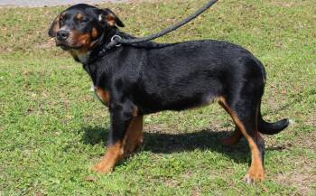 Labrador Retriever and Australian Cattle Dog Blue Heeler Dogs Available for Adoption - Mountain Dew 43231 | PetCurious