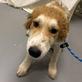 The Jackson 5 -  Mixed Breed Dog for Adoption in Asheville, North Carolina - The Jackson 5 | PetCurious
