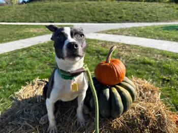Selma -  Pit Bull Terrier Dog for Adoption in Cleveland, Ohio - Selma | PetCurious