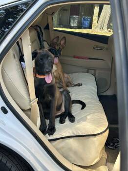 Rescue Belgian Shepherd Malinois Dogs for Adoption in Dallas, Texas - Puppy Willow | PetCurious