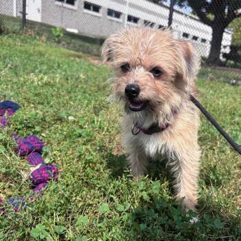 Playstation -  Shih Tzu Dog for Adoption in York, Pennsylvania - Playstation | PetCurious