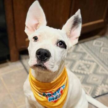 Cattle Dog Dogs Available for Adoption - Fig | PetCurious