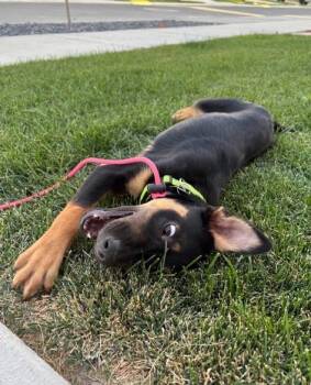 Snuggles -  Shepherd Dog for Adoption in Millcreek, Utah - Snuggles | PetCurious