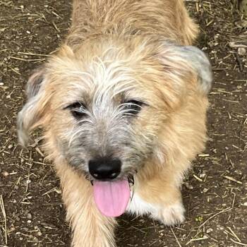 Cairn Terrier and Corgi Dogs Available for Adoption in Godley, Texas - Diesel | PetCurious
