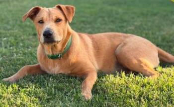 Sparrow -  Mixed Breed Dog for Adoption in Chickasha, Oklahoma - Sparrow | PetCurious