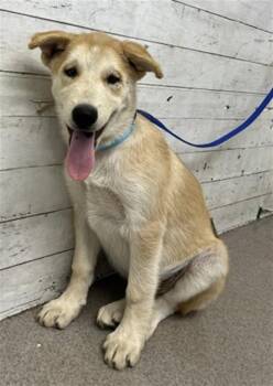 WALDO -  German Shepherd Dog Dog for Adoption in San Bernardino, California - WALDO | PetCurious