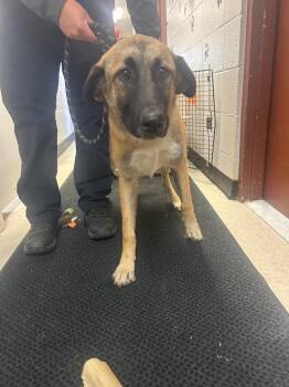 Leia -  Anatolian Shepherd and Mixed Breed Dog for Adoption in Rock Springs, Wyoming - Leia | PetCurious