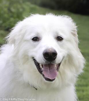 Great Pyrenees and Mixed Breed Dogs Available for Adoption - Folly | PetCurious