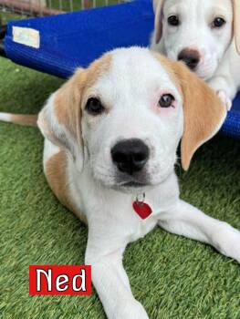 Ned -  Labrador Retriever Dog for Adoption in Fort Worth, Texas - Ned | PetCurious