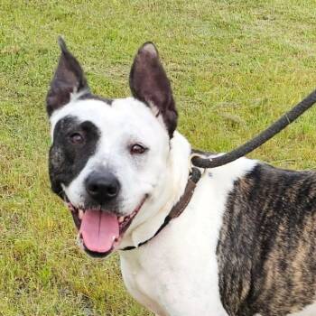 Cattle Dog and American Bulldog Dogs Available for Adoption in Milledgeville, Georgia - Holly | PetCurious