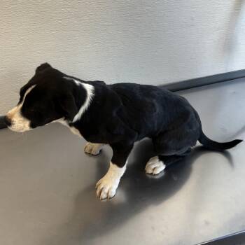 Mixed Breed Dogs Available for Adoption - 103028 | PetCurious