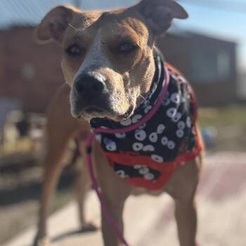 Fancy -  Cattle Dog and Mixed Breed Dog for Adoption in Kim, Colorado - Fancy | PetCurious