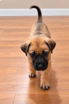 Kenny -  German Shepherd Dog Dog for Adoption in Churchville, New York - Kenny | PetCurious