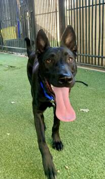 Enzo -  Shepherd Dog for Adoption in Grass Valley, California - Enzo | PetCurious